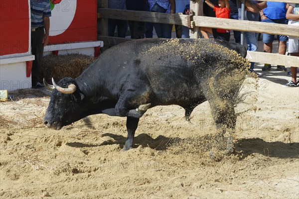 Street corrida during the Festas do Barrete Verde e das Salinas