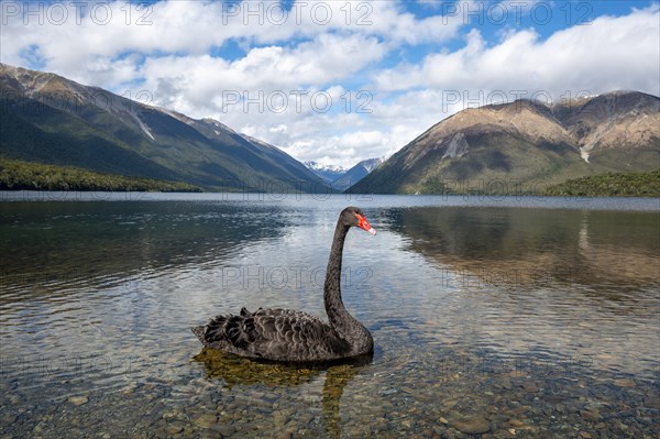 Black swan (Cygnus atratus) at Lake Rotoiti