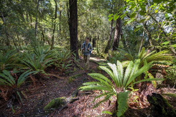 Hikers in the jungle with big ferns