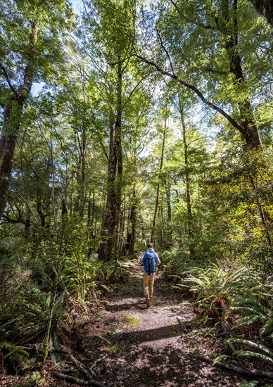 Hikers in the jungle with big ferns