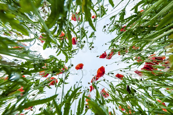 Poppy flowers (Papaver) with meadow plants from below in front of a bright sky