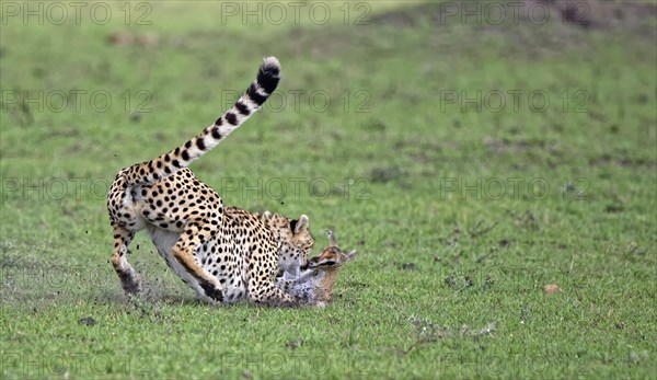 Female cheetah (Acinonyx jubatus) hunts a young Thomson's gazelle