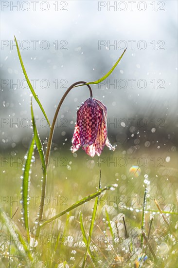Ordinary Snake's Head Fritillary (Fritillaria meleagris) in mists