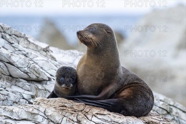 New Zealand fur seals (Arctocephalus forsteri)