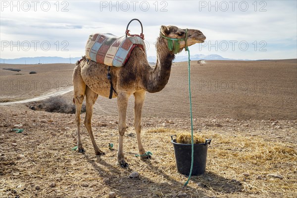 Dromedary (Camelus dromedarius) on Agafay desert
