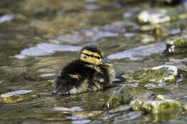 Mallard (Anas platyrhynchos)