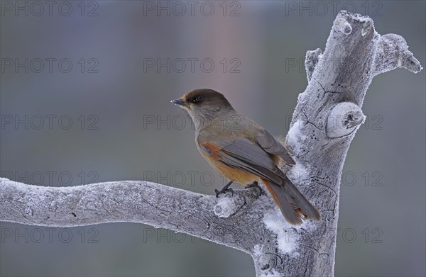 Siberian Jay (Perisoreus infaustus)