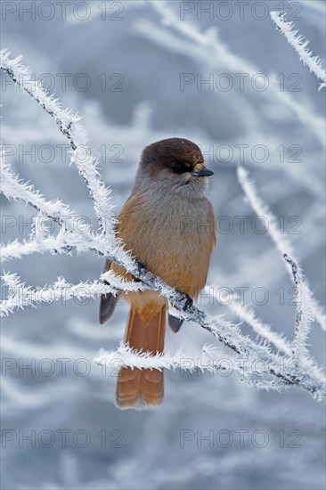 Siberian Jay (Perisoreus infaustus)