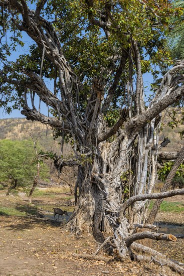 Banyan Tree