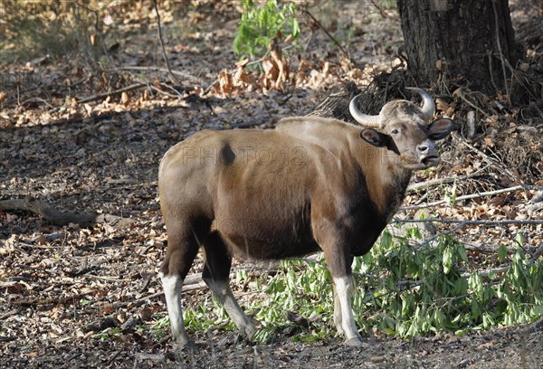 Gaur (Bos gaurus)