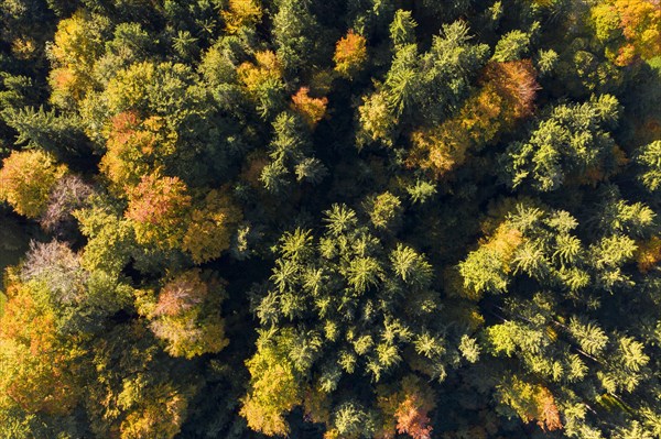 Autumn mixed forest