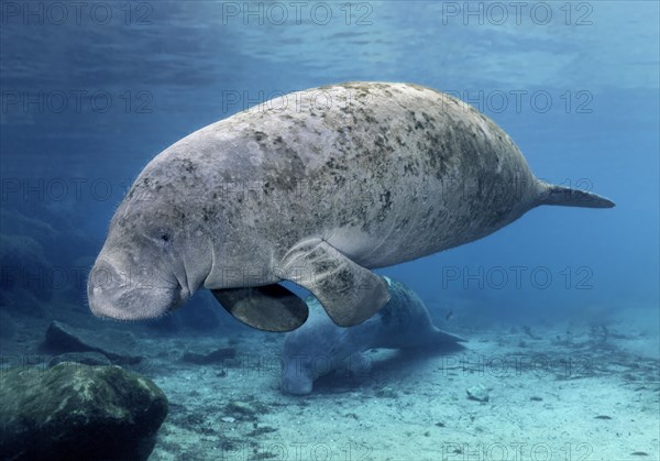 West Indian manatee (Trichechus manatus)