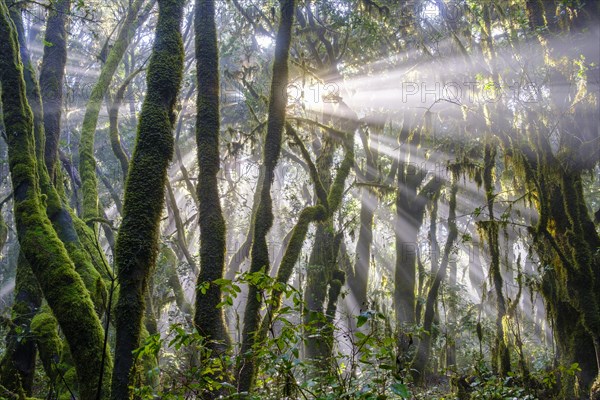 Sunrays in the cloud forest