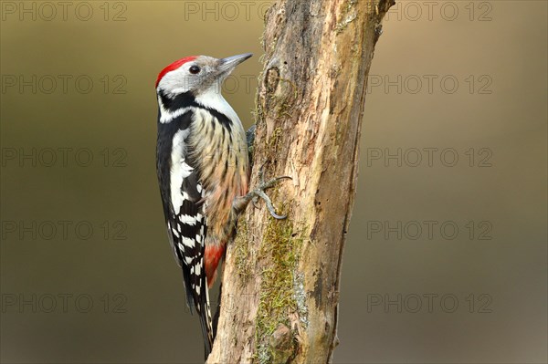 Middle Spotted Woodpecker (Dendrocopos medius)