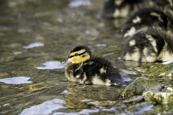 Mallard (Anas platyrhynchos)