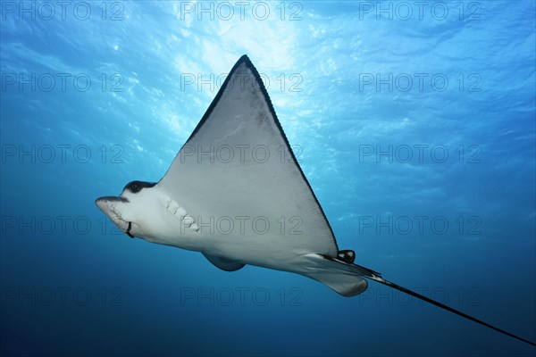 Spotted eagle ray (Aetobatus narinari) in the backlight of the sun