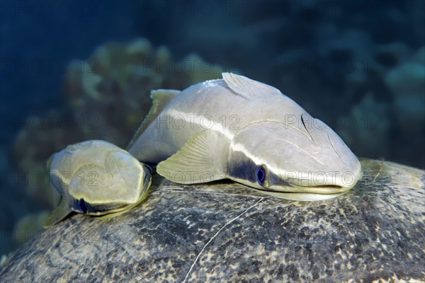 Two Live sharksuckers (Echeneis naucrates) on shield