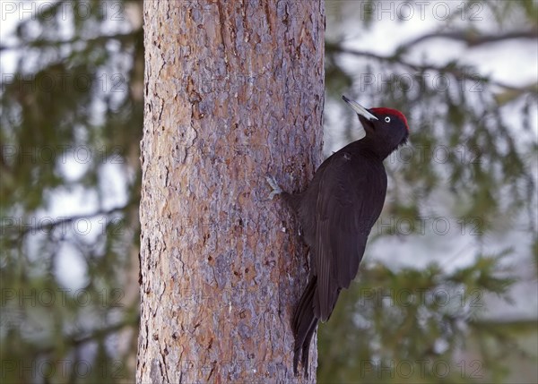 Black woodpecker (Dryocopus martius) on tree trunk