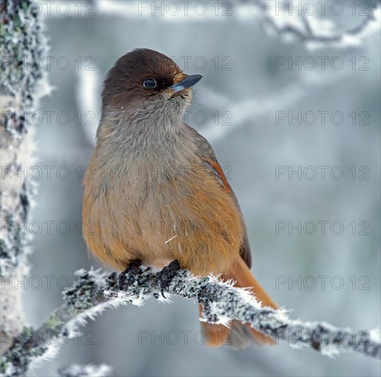 Siberian Jay (Perisoreus infaustus)