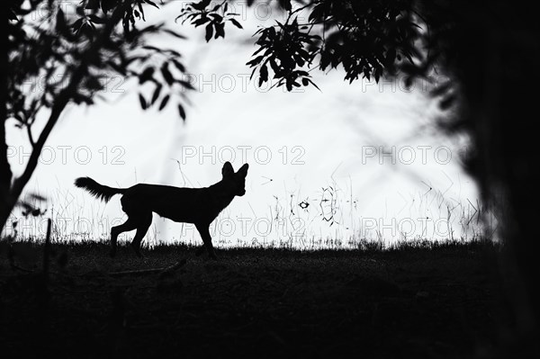 Dhole (Cuon alpinus)