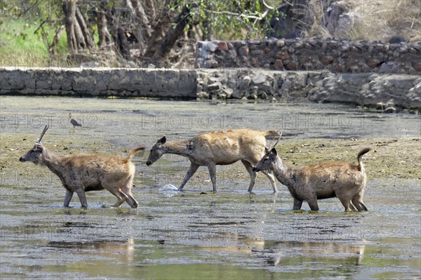 Sambar deer (Rusa unicolor)