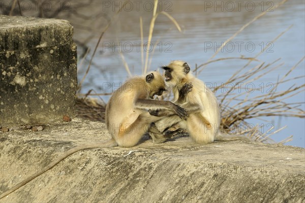 Northern plains gray langurs (Semnopithecus entellus)