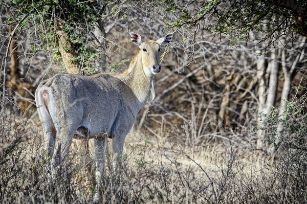 Nilgai or blue bull Antelope (Boselaphus tragocamelus)