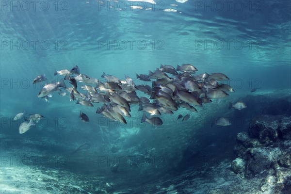 Swarm of Mangrove snappers (Lutjanus griseus)