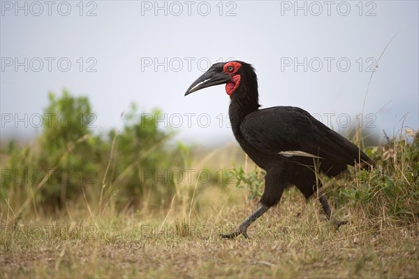 Southern Ground Hornbill (Bucorvus leadbeateri)