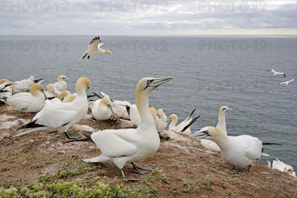 Northern gannet (Morus bassanus)