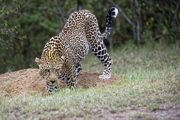 Leopard (Panthera pardus)