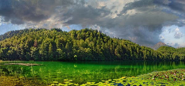 Turquoise green Lake Alatsee with a carpet of water lilies in bloom