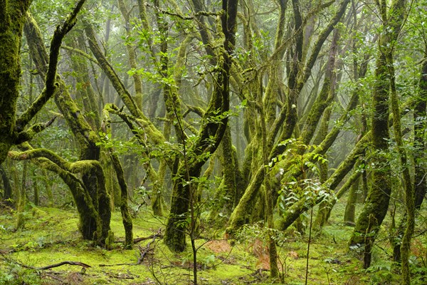 Moss-covered trees in cloud forest