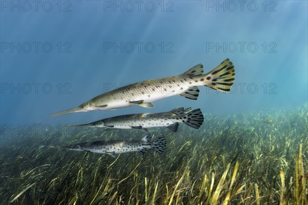 Florida Bone Pike (Lepisosteus platyrhincus)