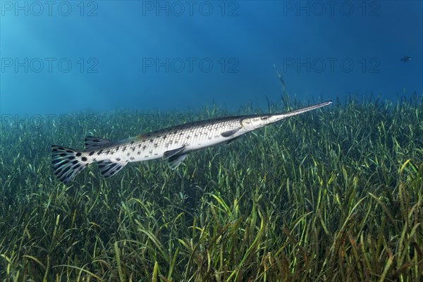 Florida Bone Pike (Lepisosteus platyrhincus)