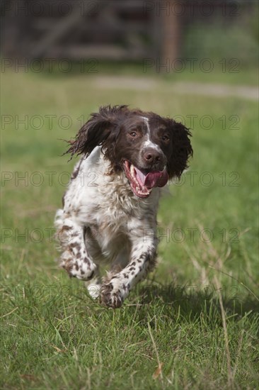 English springer spaniel dog running across a meadow