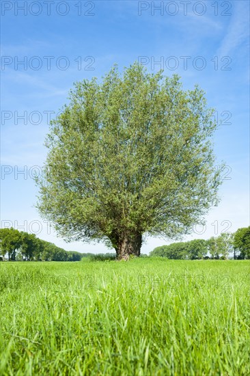 White willow (Salix alba)