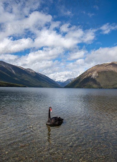 Black swan (Cygnus atratus) at Lake Rotoiti