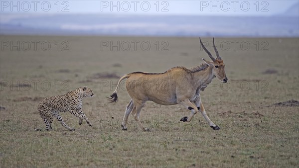 Cheetah (Acinonyx jubatus) hunts an adult eland