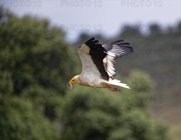 Egyptian Vulture (Neophron percnopterus) with hive residue in flight