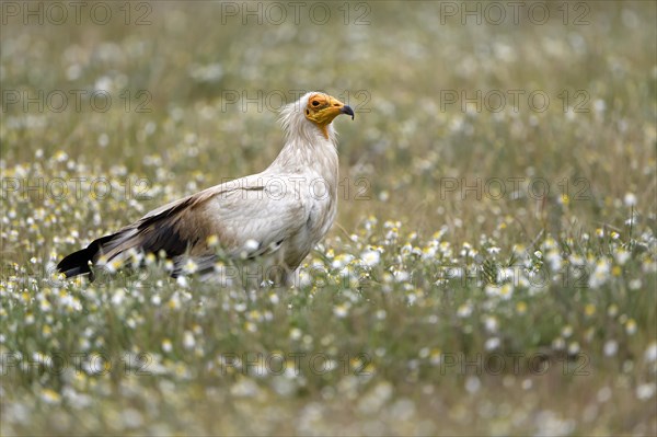 Egyptian Vulture (Neophron percnopterus) in a flower meadow