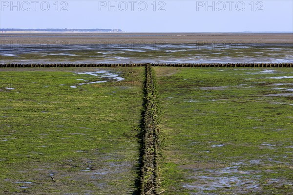 Wadden Sea at low tide on Amrum Island
