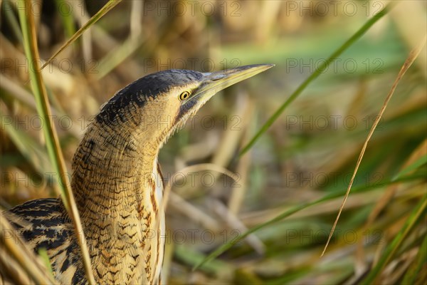 Eurasian bittern (Botaurus stellaris)