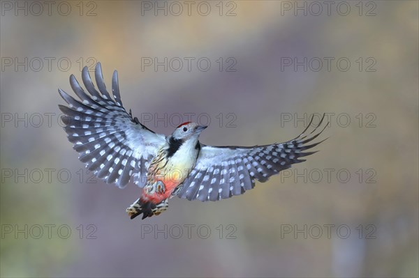 Middle Spotted Woodpecker (Dendrocopos medius) in flight