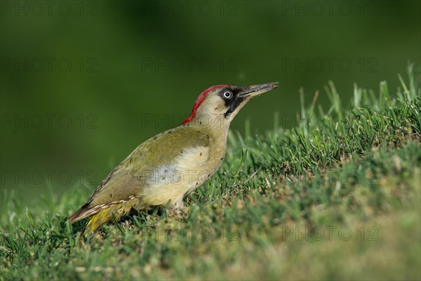 European green woodpecker (Picus viridis)