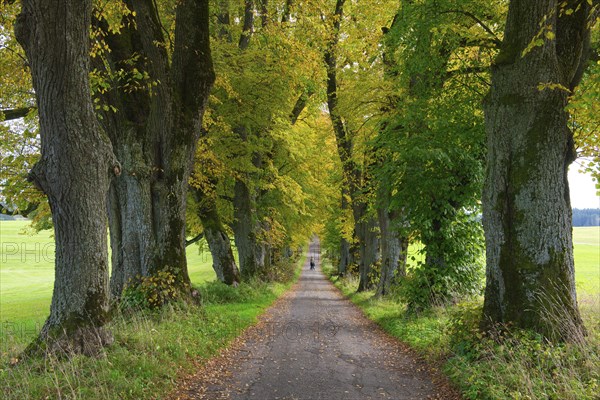 Kurfuerstenallee