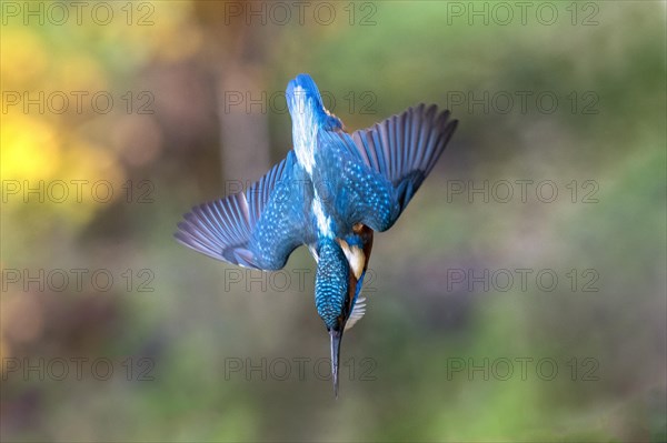 Common kingfisher (Alcedo atthis)