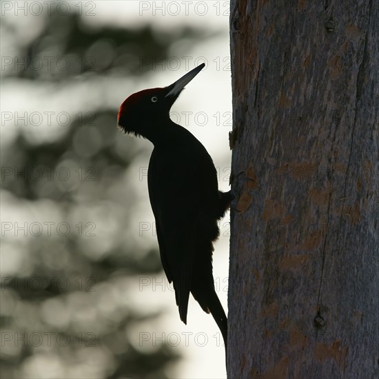 Black woodpecker (Dryocopus martius) on tree trunk