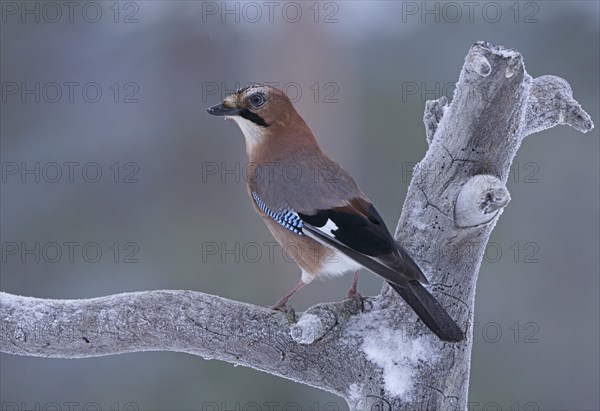 Eurasian jay (Garrulus glandarius)