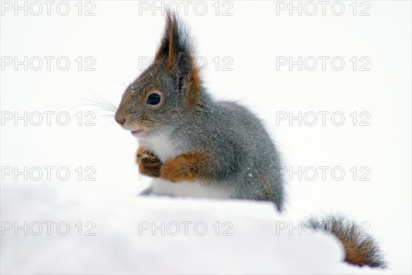 Eurasian red squirrel (Sciurus vulgaris)